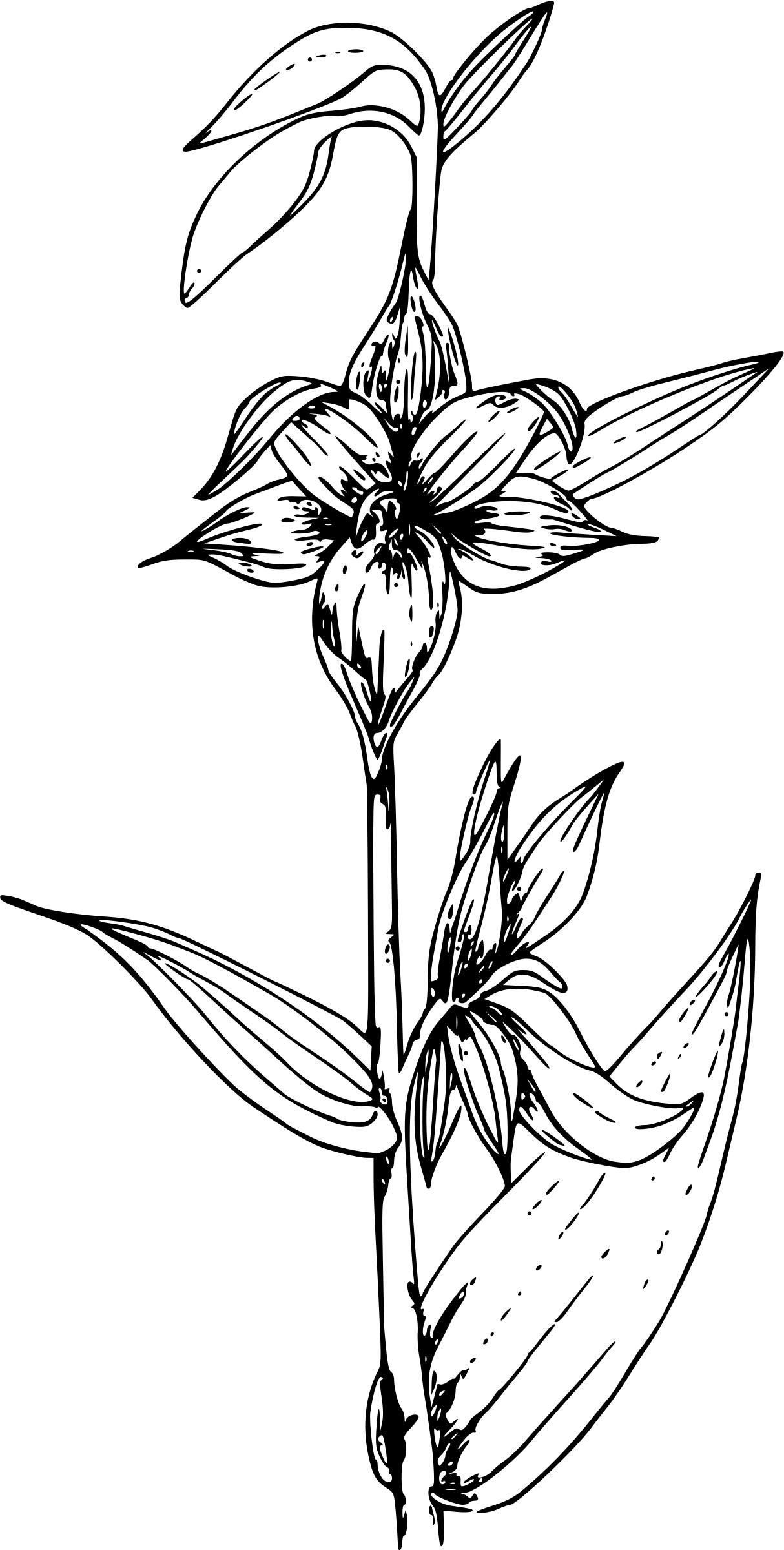 Giant helleborine orchid png