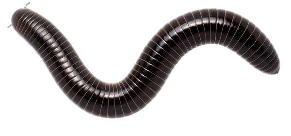 Giant Scrub Millipede png icons