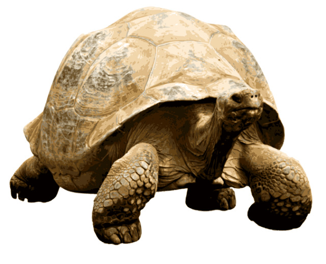 Giant Tortoise png icons