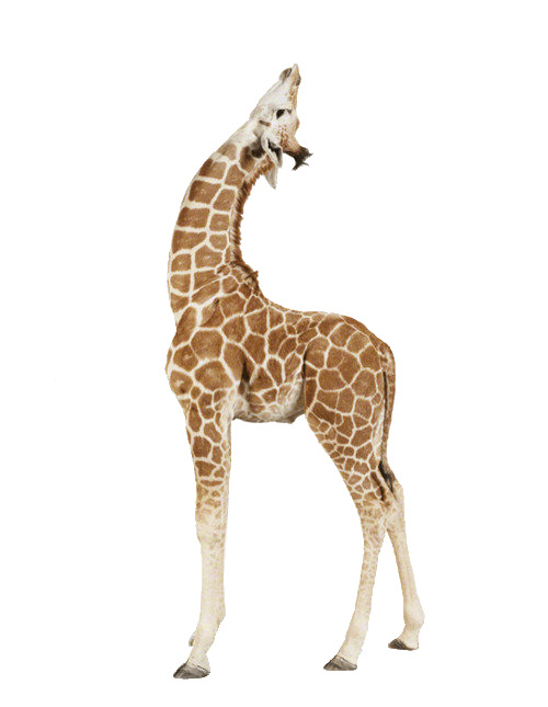 Giraffe Up png icons