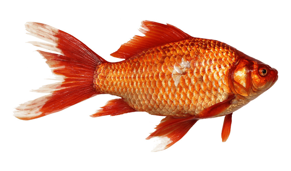 Gold Fish Close Up png