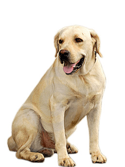 Golden Retriever Dog icons