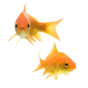 Goldfish Couple icons
