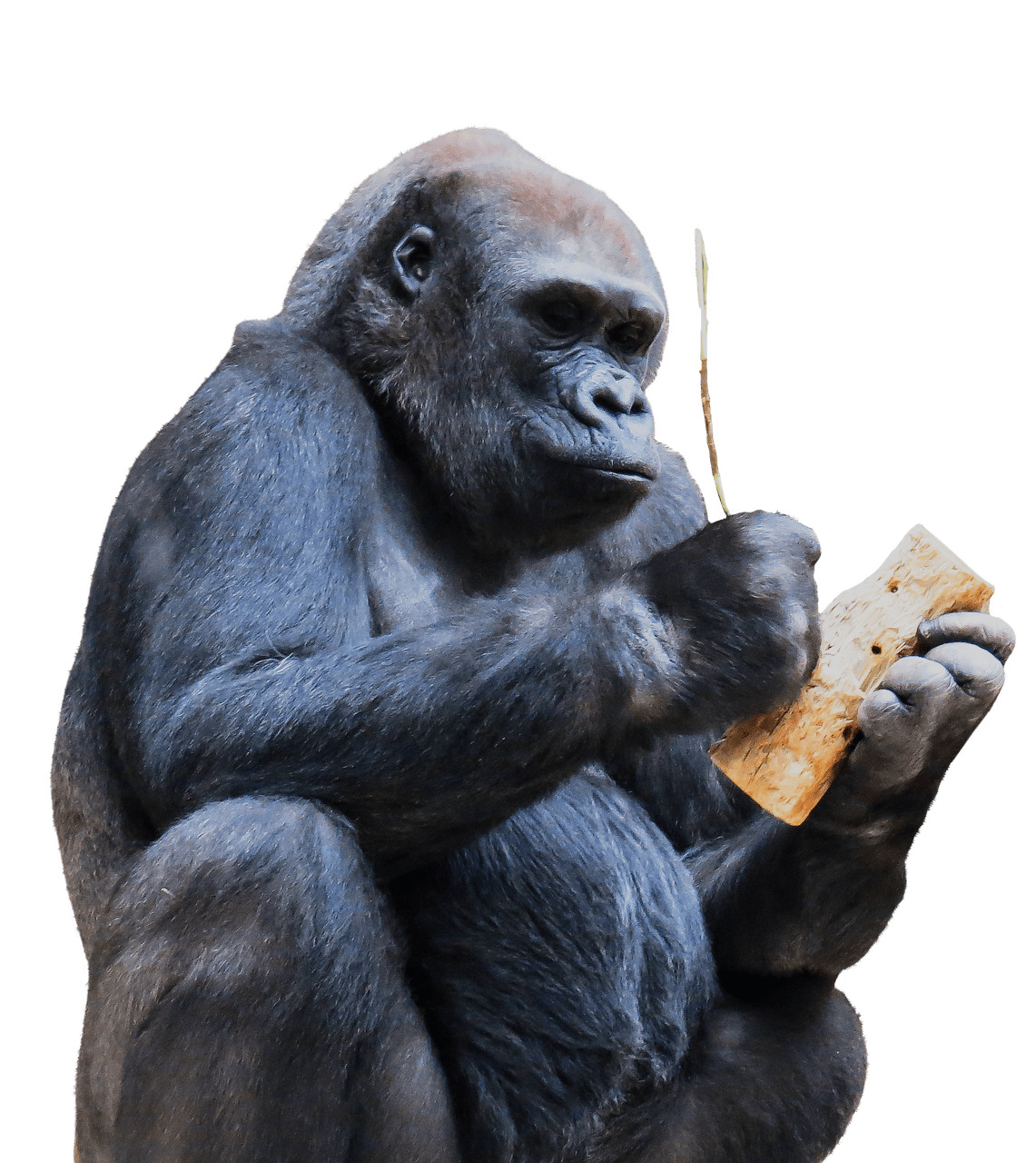 Gorilla Using Tool png icons