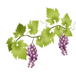 Grapes on Vine png icons
