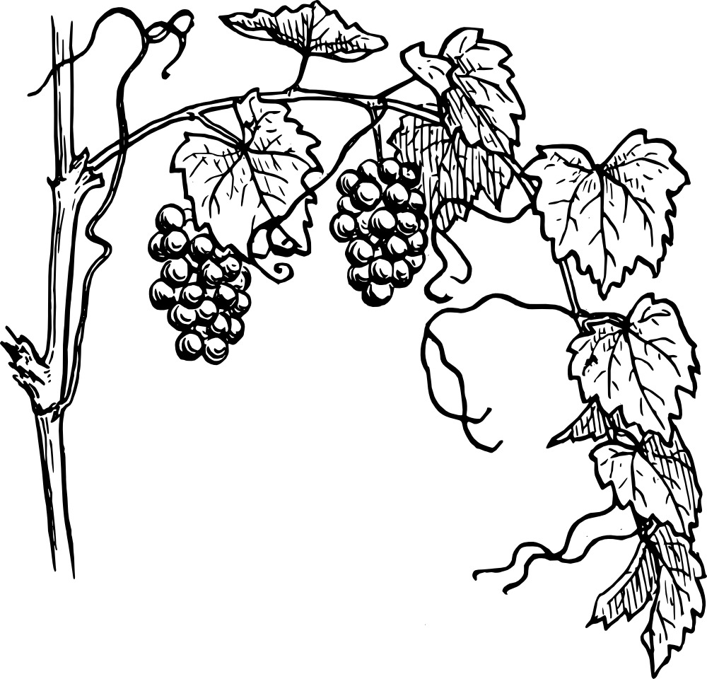 Grapevine Clipart png