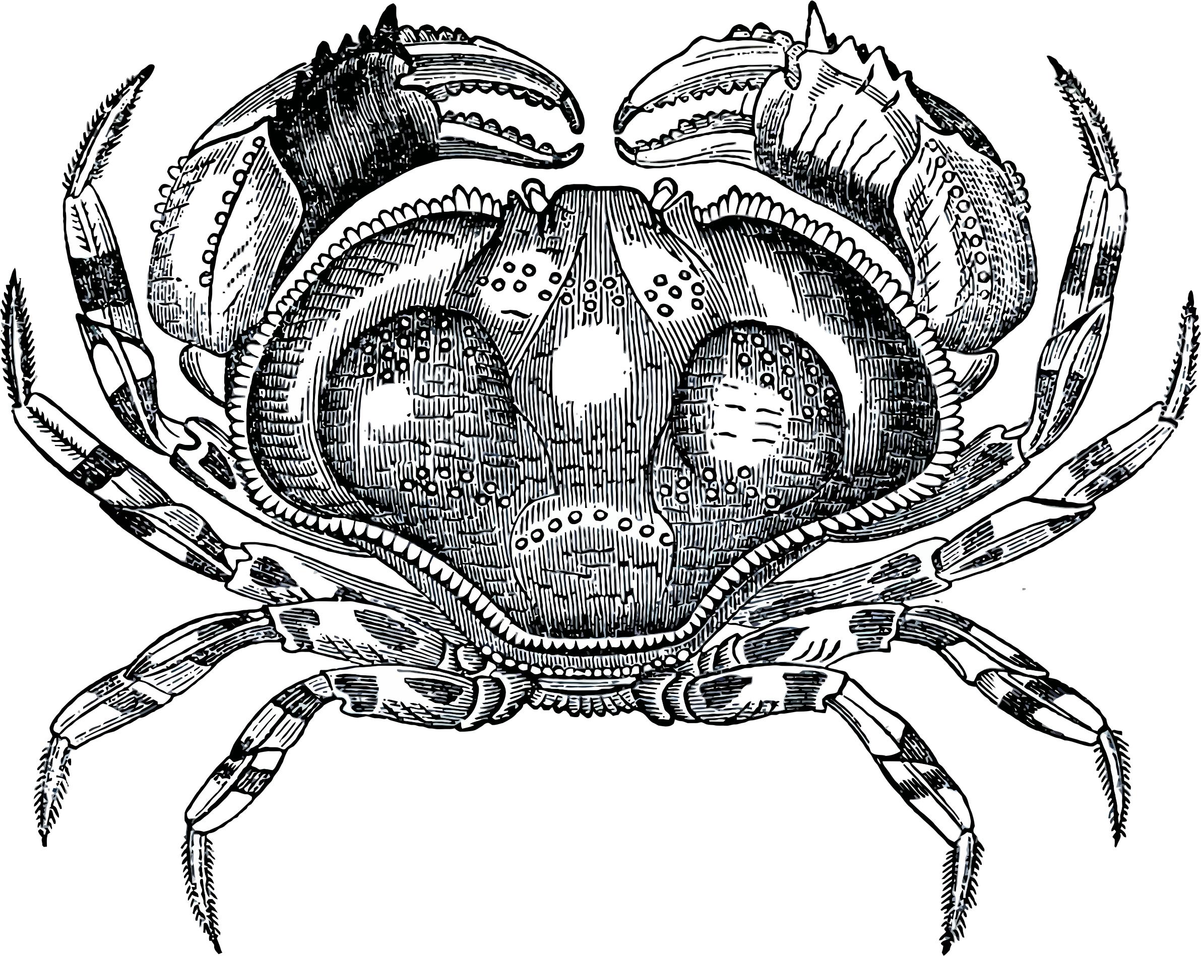 Grayscale Crab png