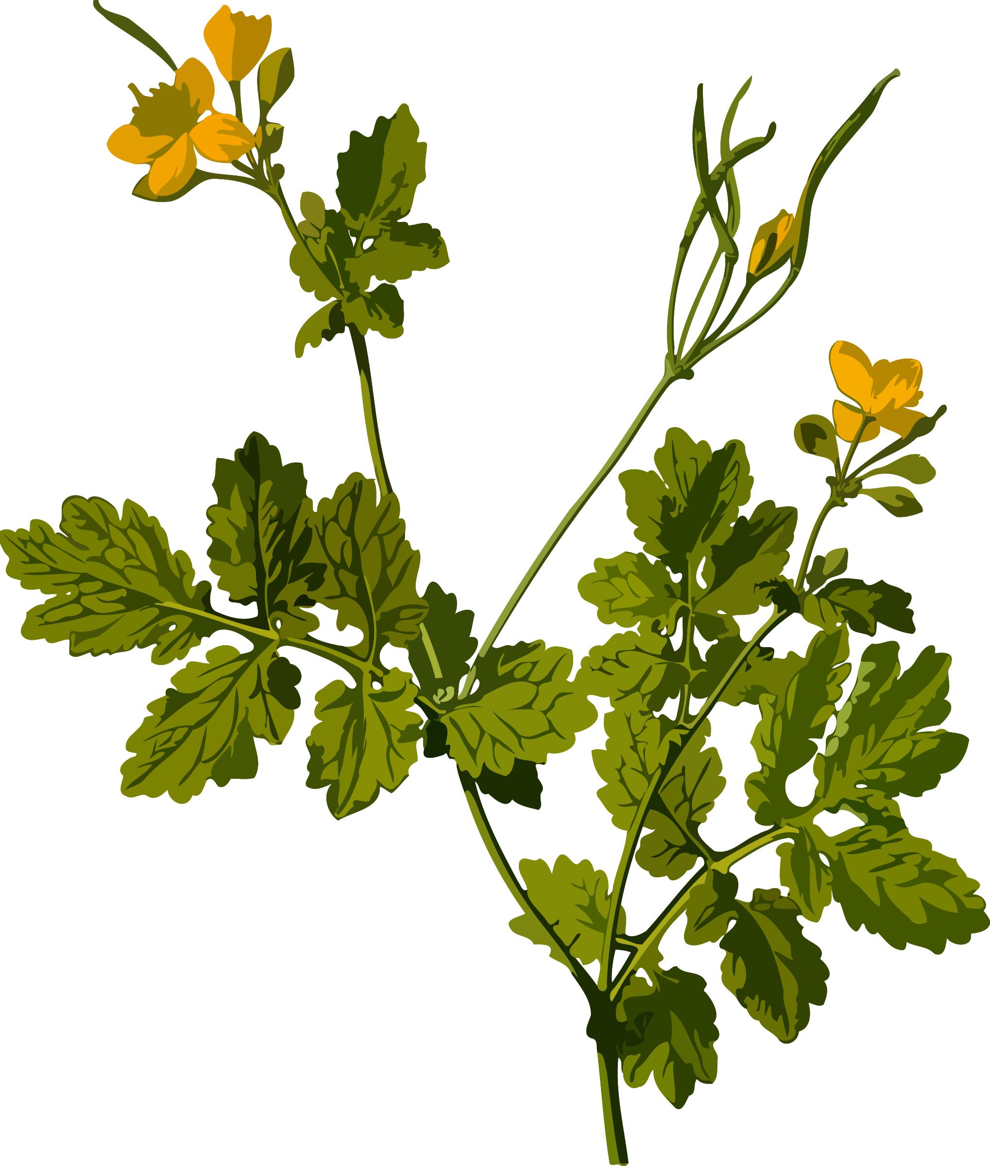 Greater celandine (low resolution) PNG icons