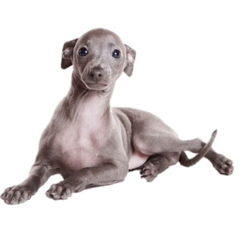 Greyhound Puppy icons