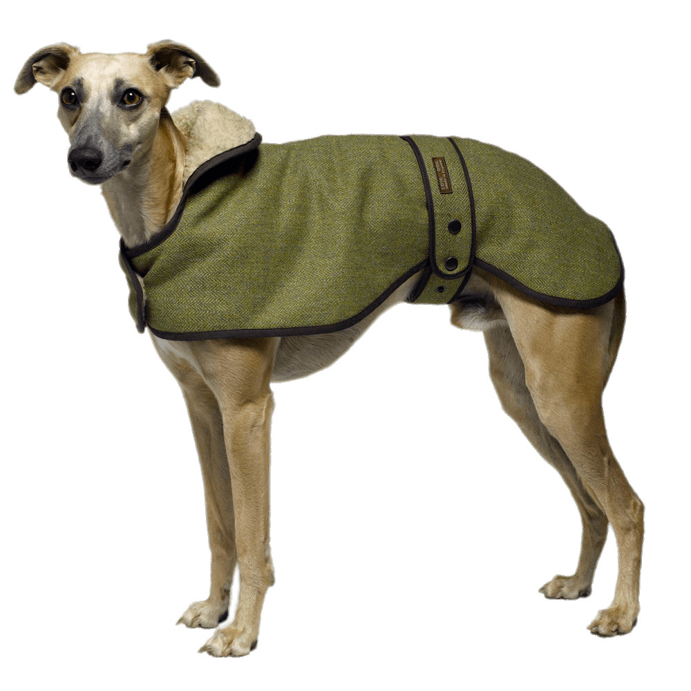 Greyhound Wearing A Coat png icons