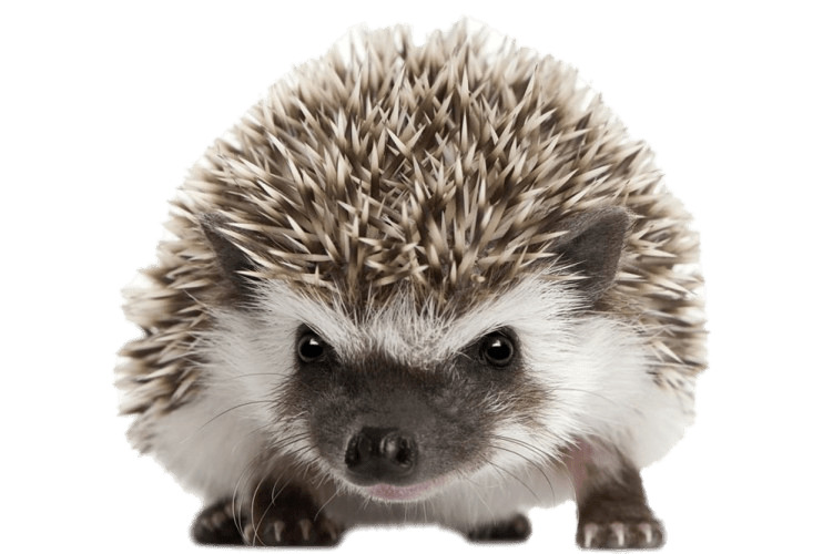 Hedgehog Front View png icons
