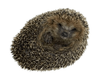Hedgehog Rolled Up png icons