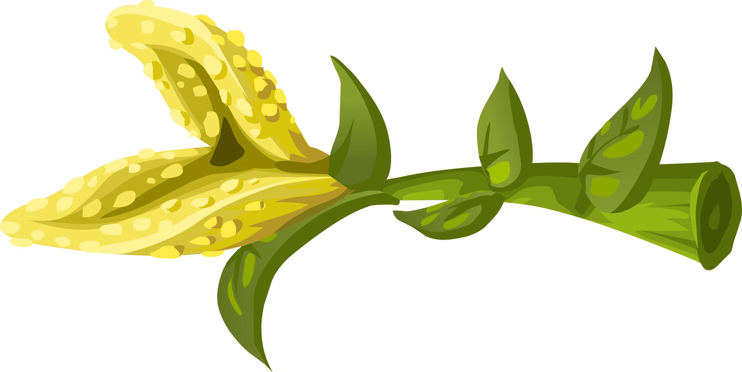 Herbs Yellow Crumb Flower png