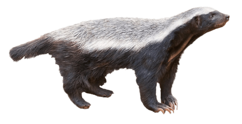 Honey Badger png icons