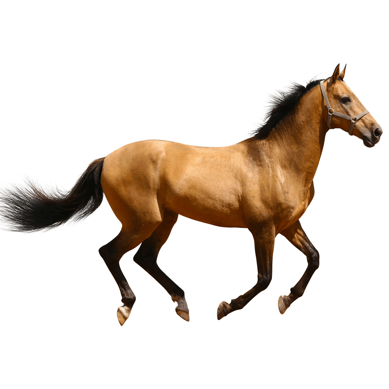 Horse Running Brown Sideview png icons