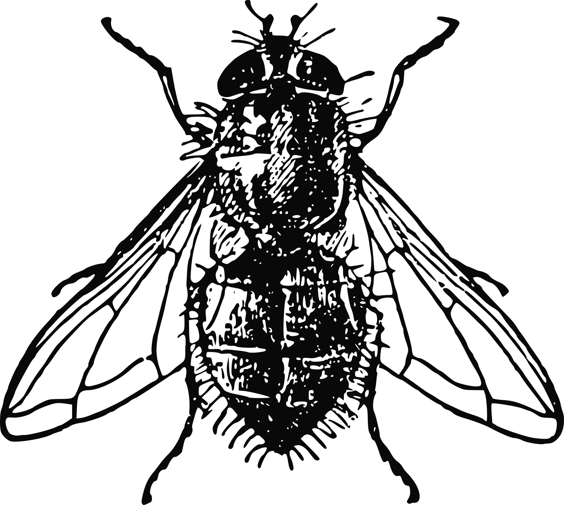 Housefly png