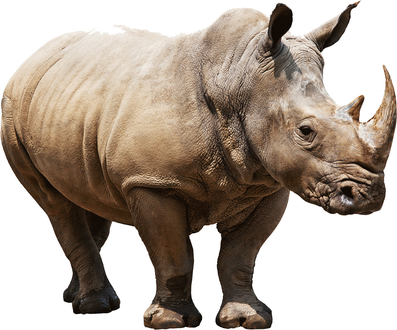 Huge Rhino png icons