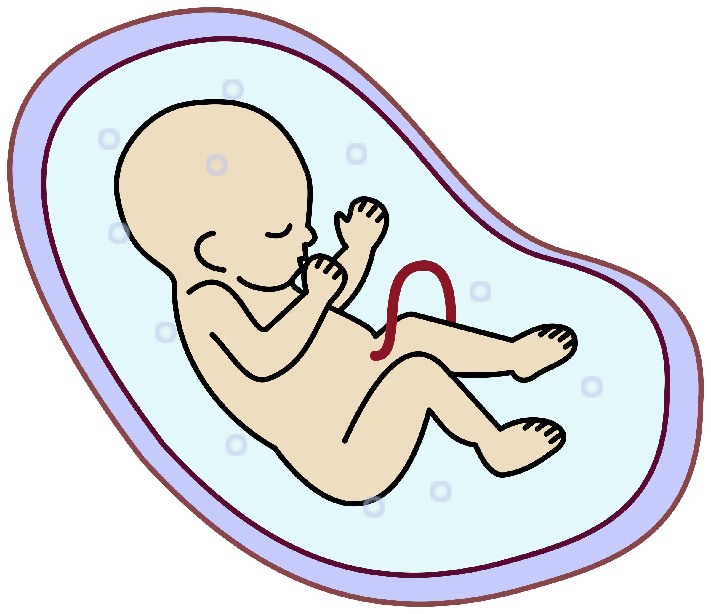Human embryo PNG icons