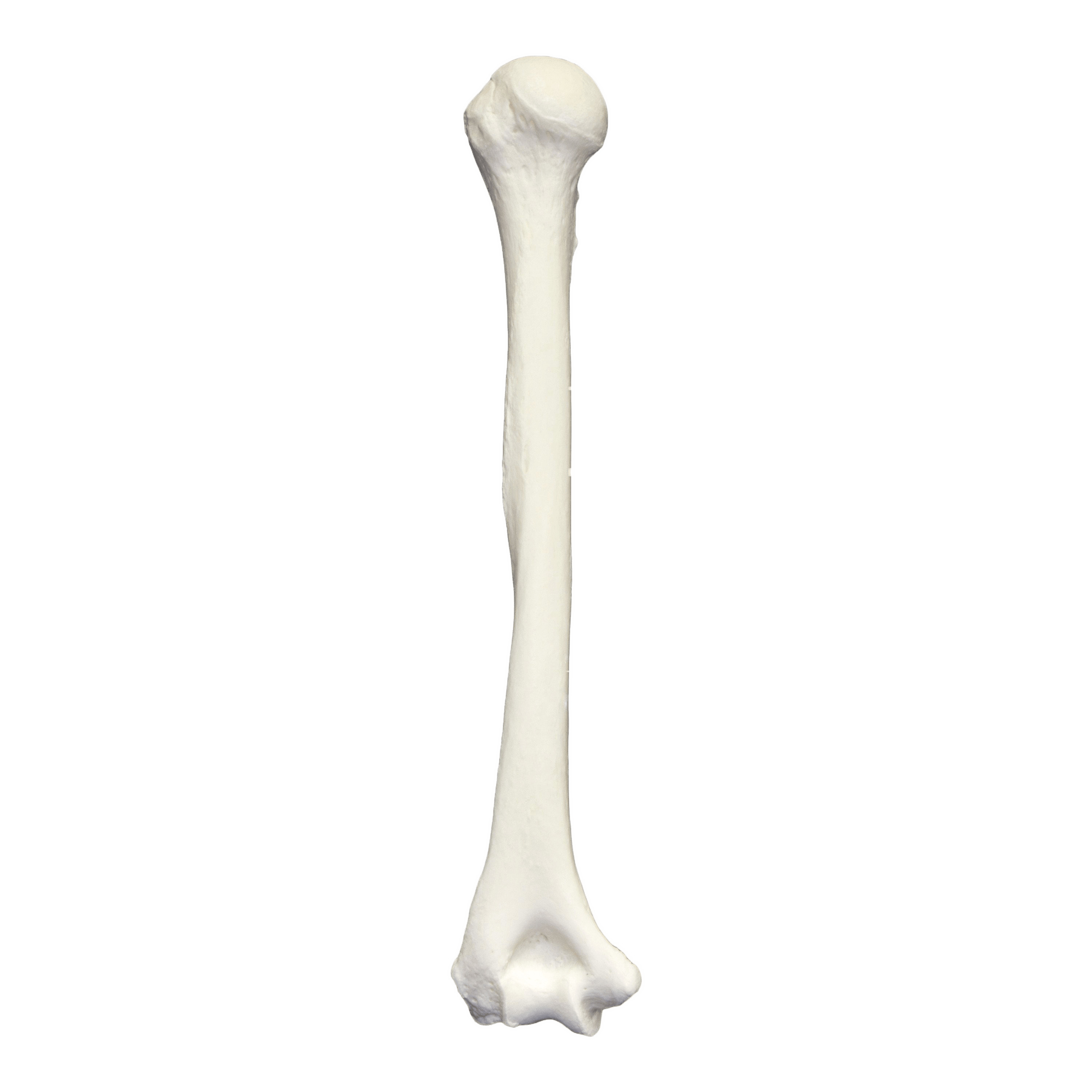Humerus Bone icons