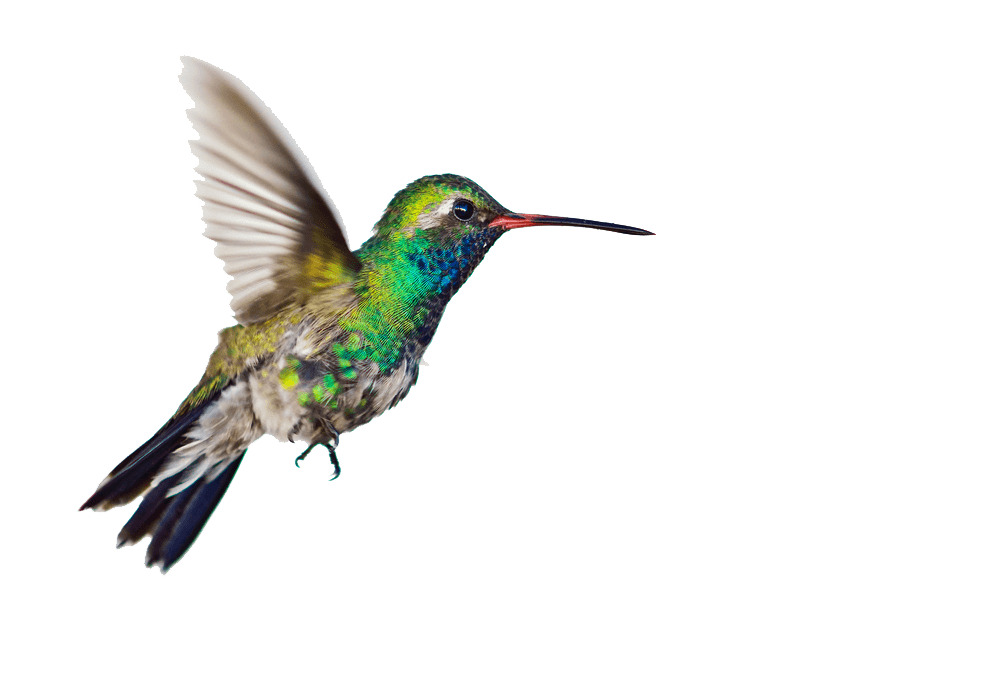 Hummingbird Side png icons