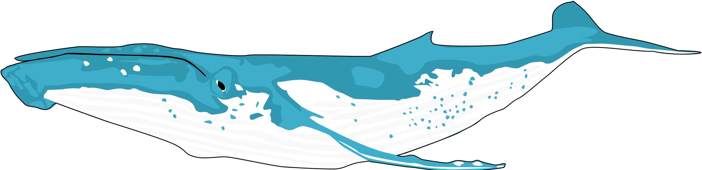 humpback whale PNG icons
