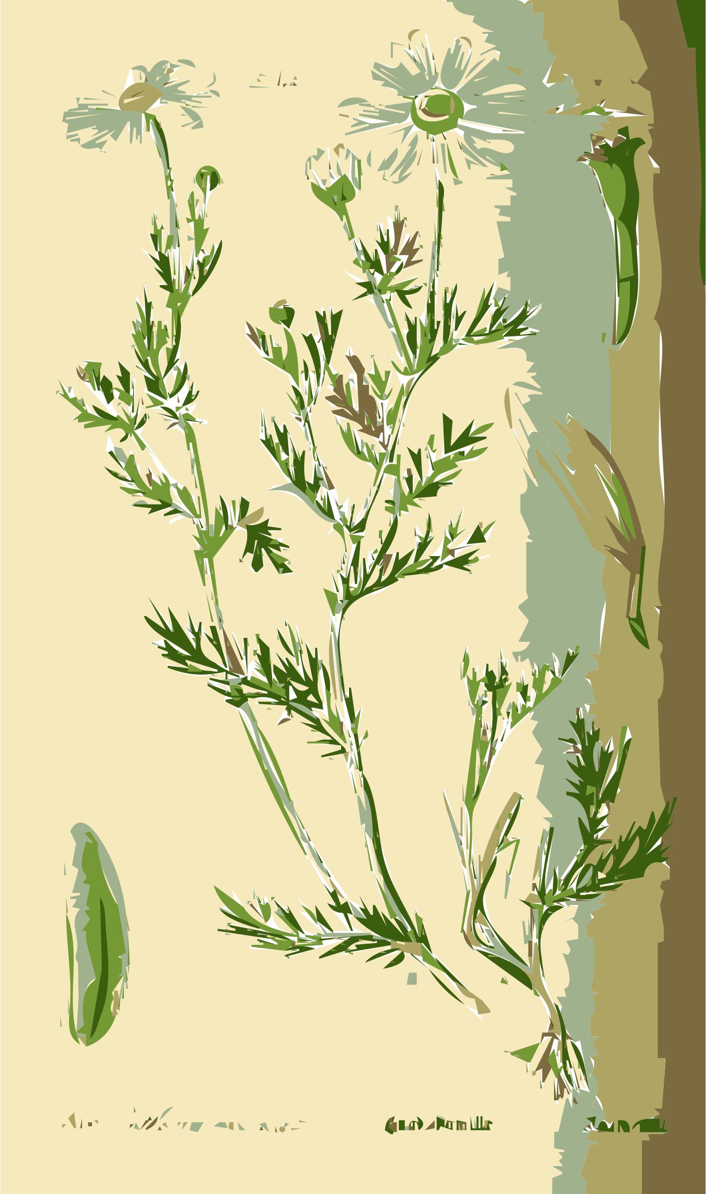 Illustration of the Anthemis Flower png