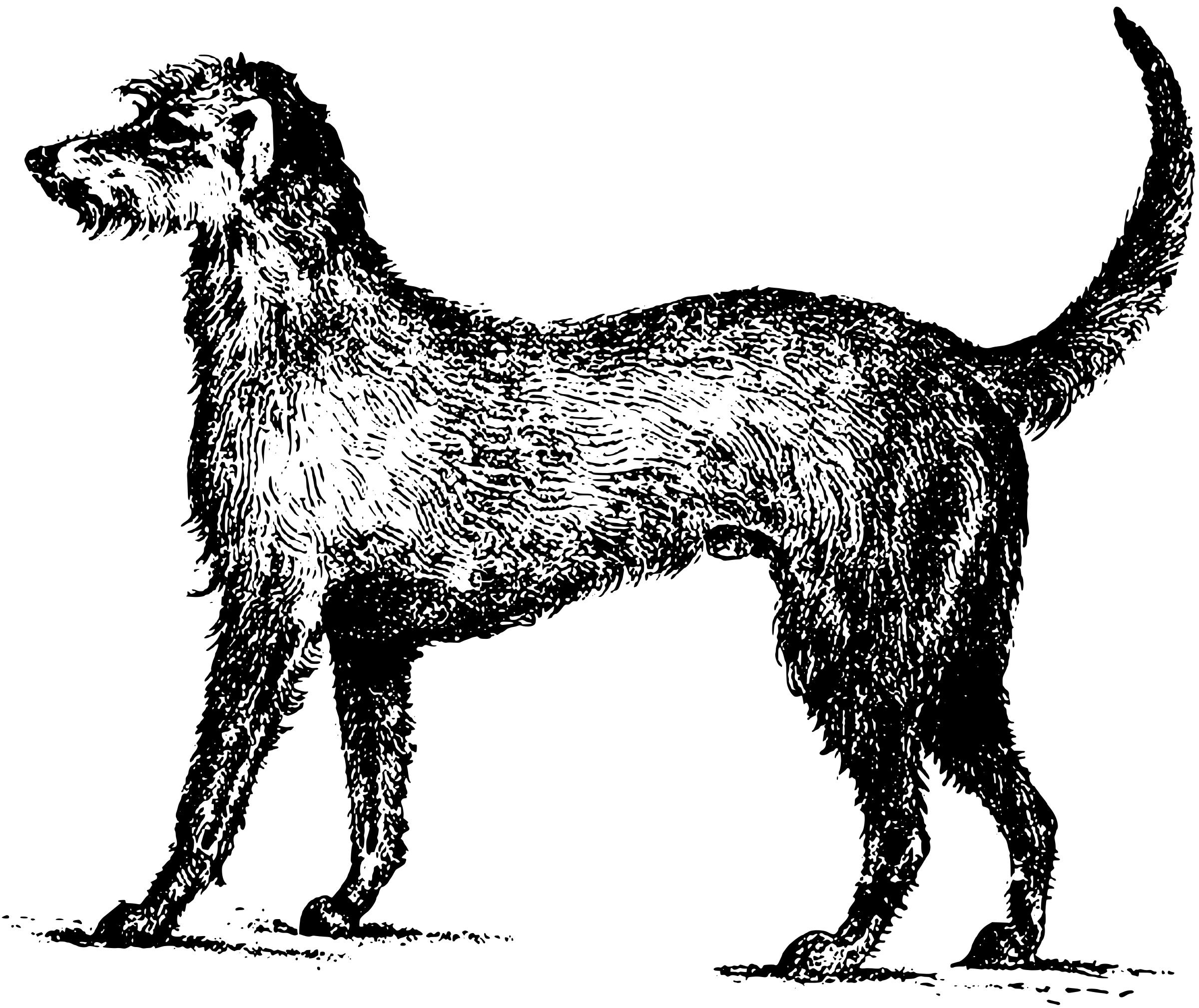 Irish wolfhound png