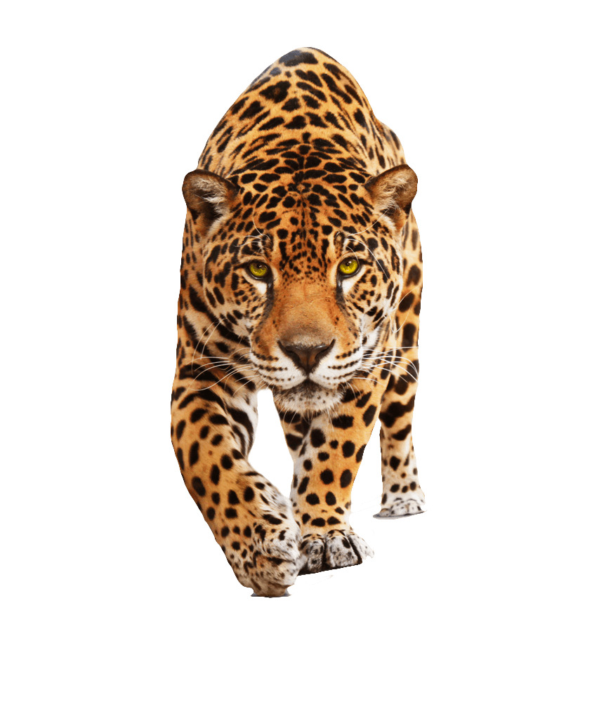 Jaguar Walking png icons