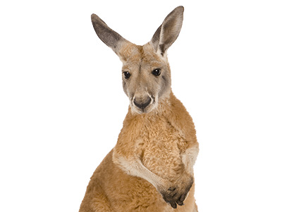 Kangaroo Close Up png icons
