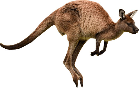 Kangaroo Jumps png icons