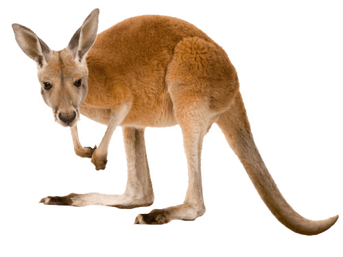 Kangaroo Left png icons