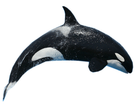 Killer Whale Jump png icons