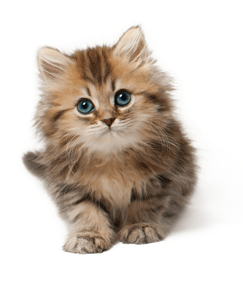 Kitten Cat Cute png icons