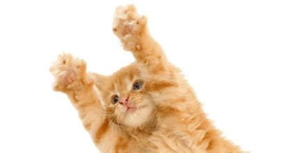 Kitten Cat Springing icons