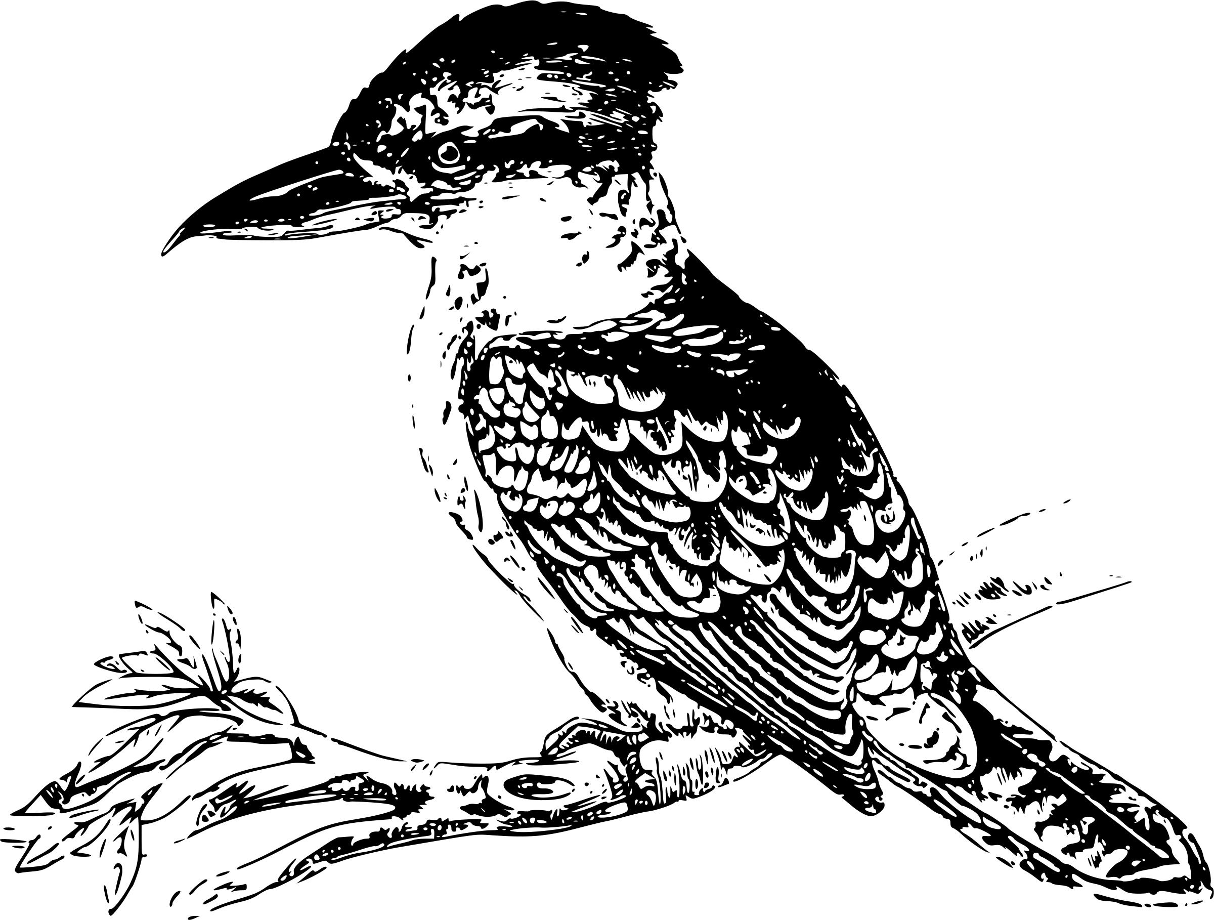 Kookaburra png