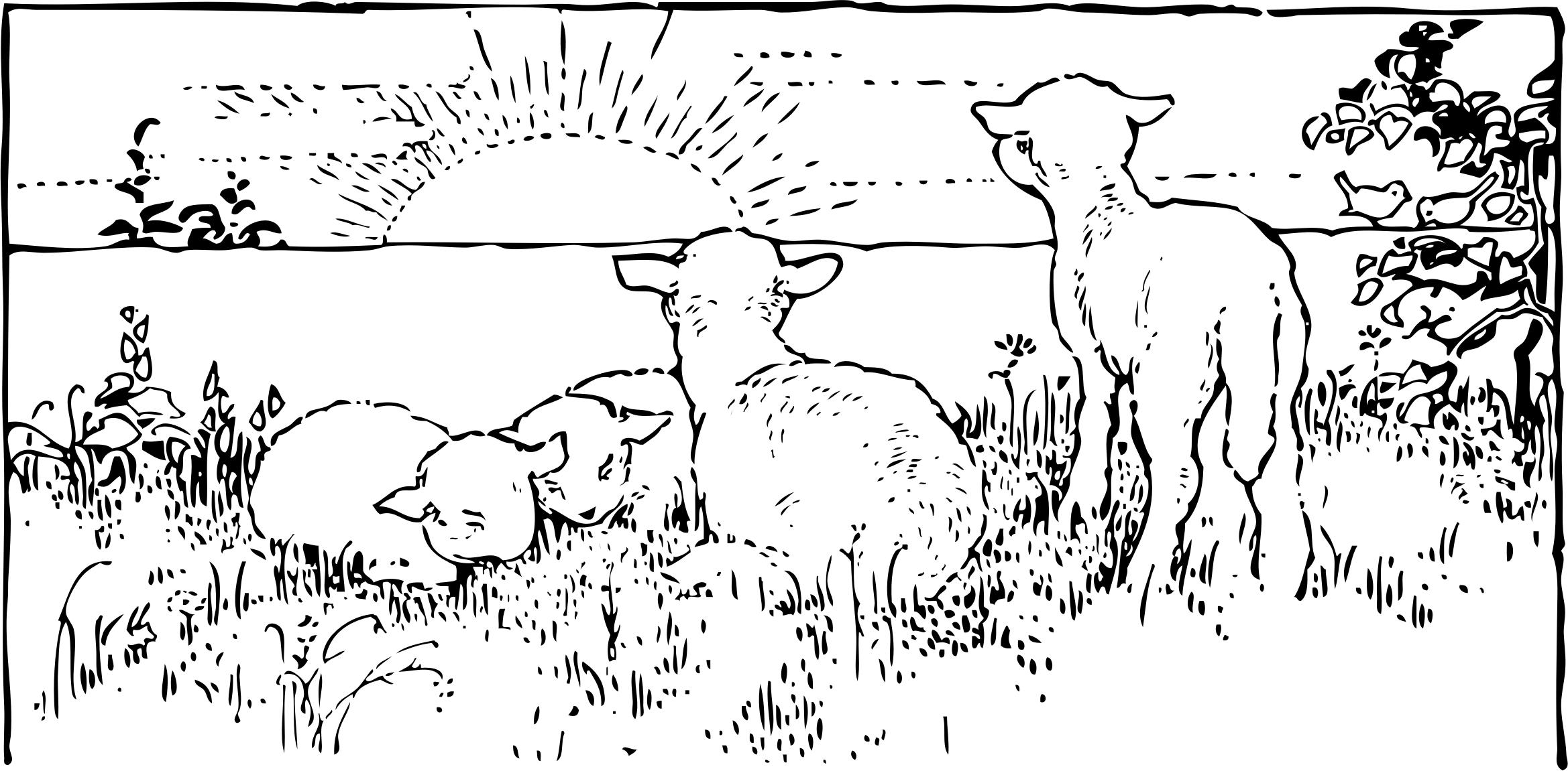 lambs at sunrise png