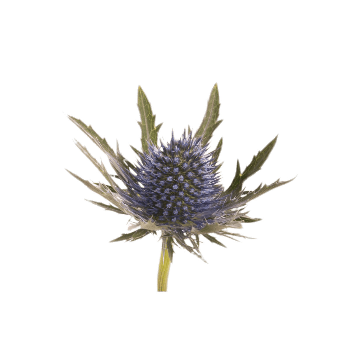 Large Blue Thistle png