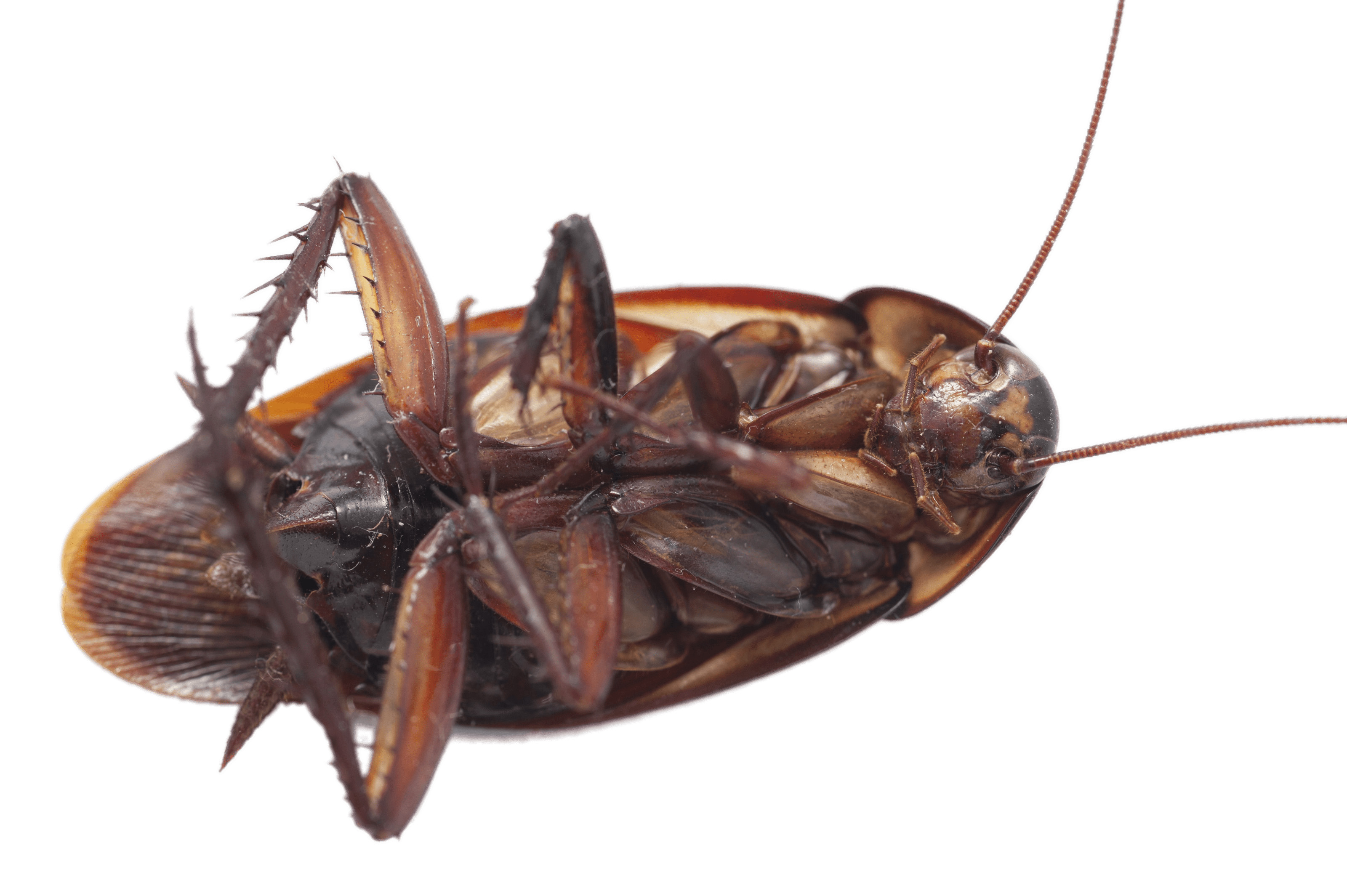 Large Cockroach on Its Back png icons
