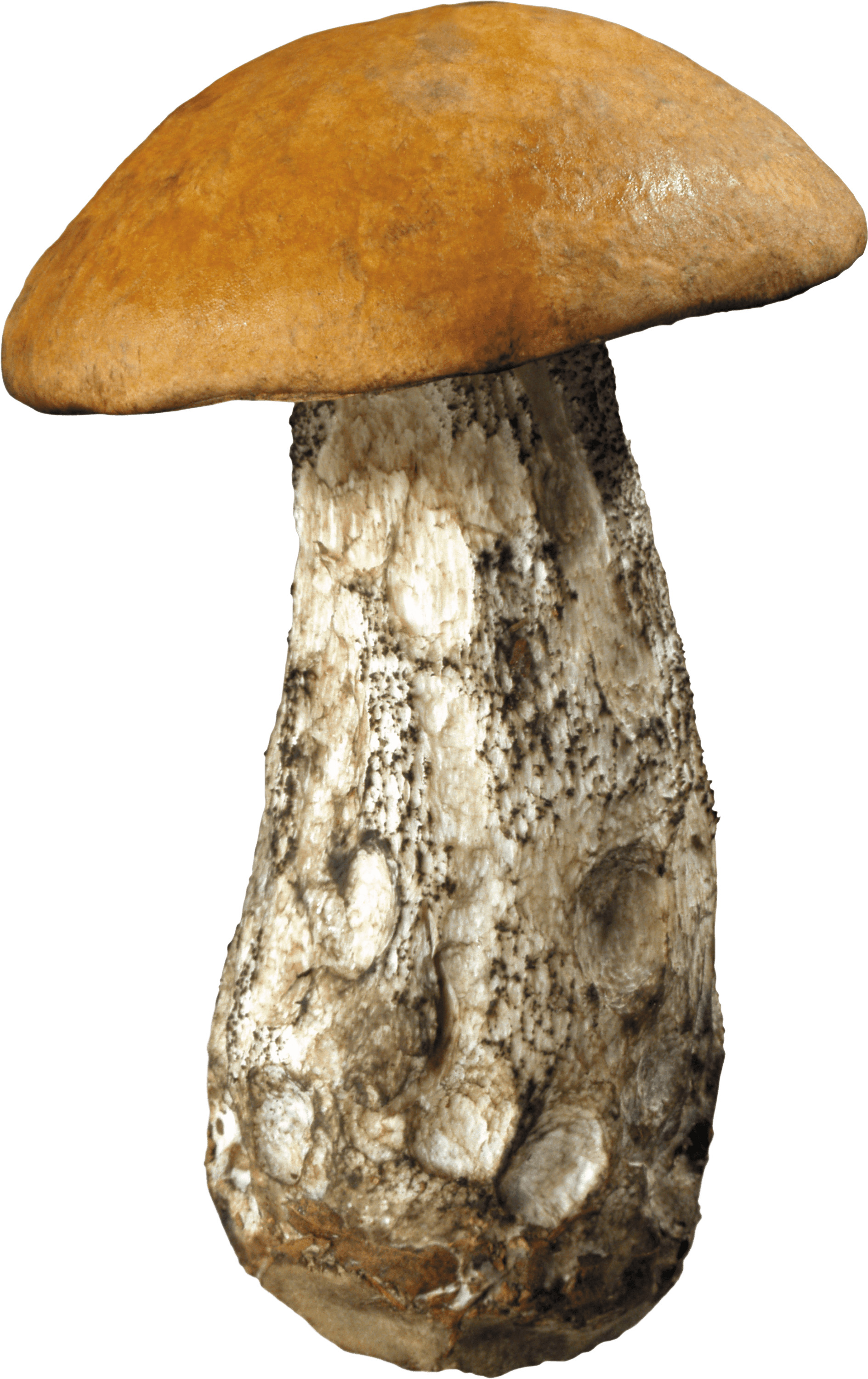 Large Forest Mushroom icons
