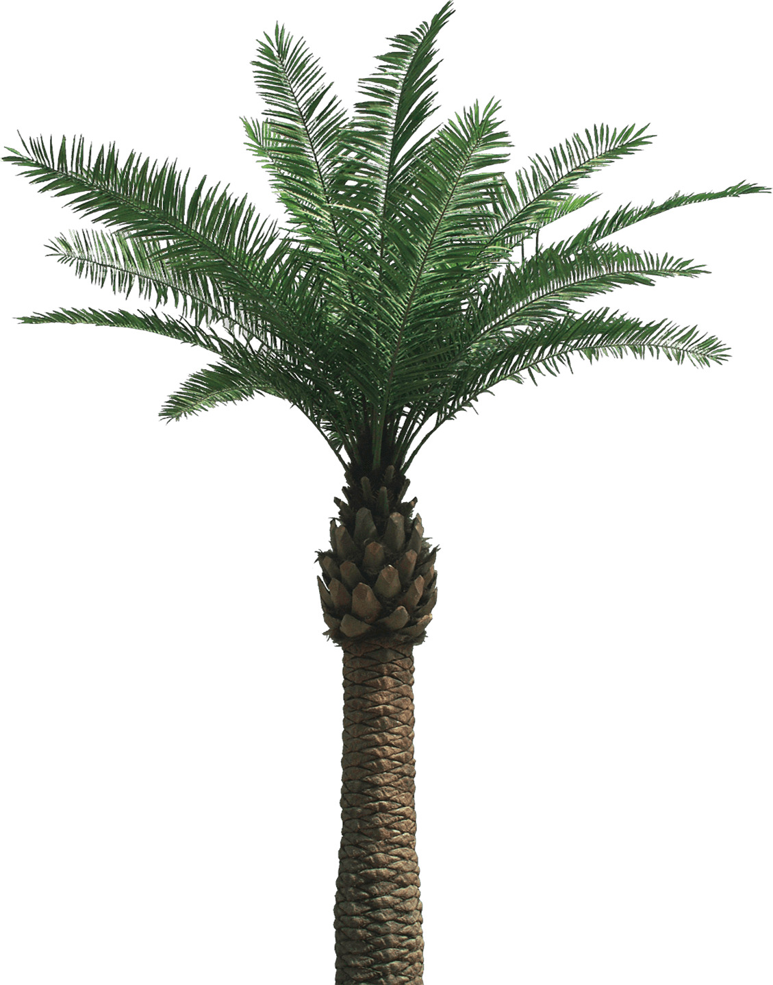 Large Palm Tree icons