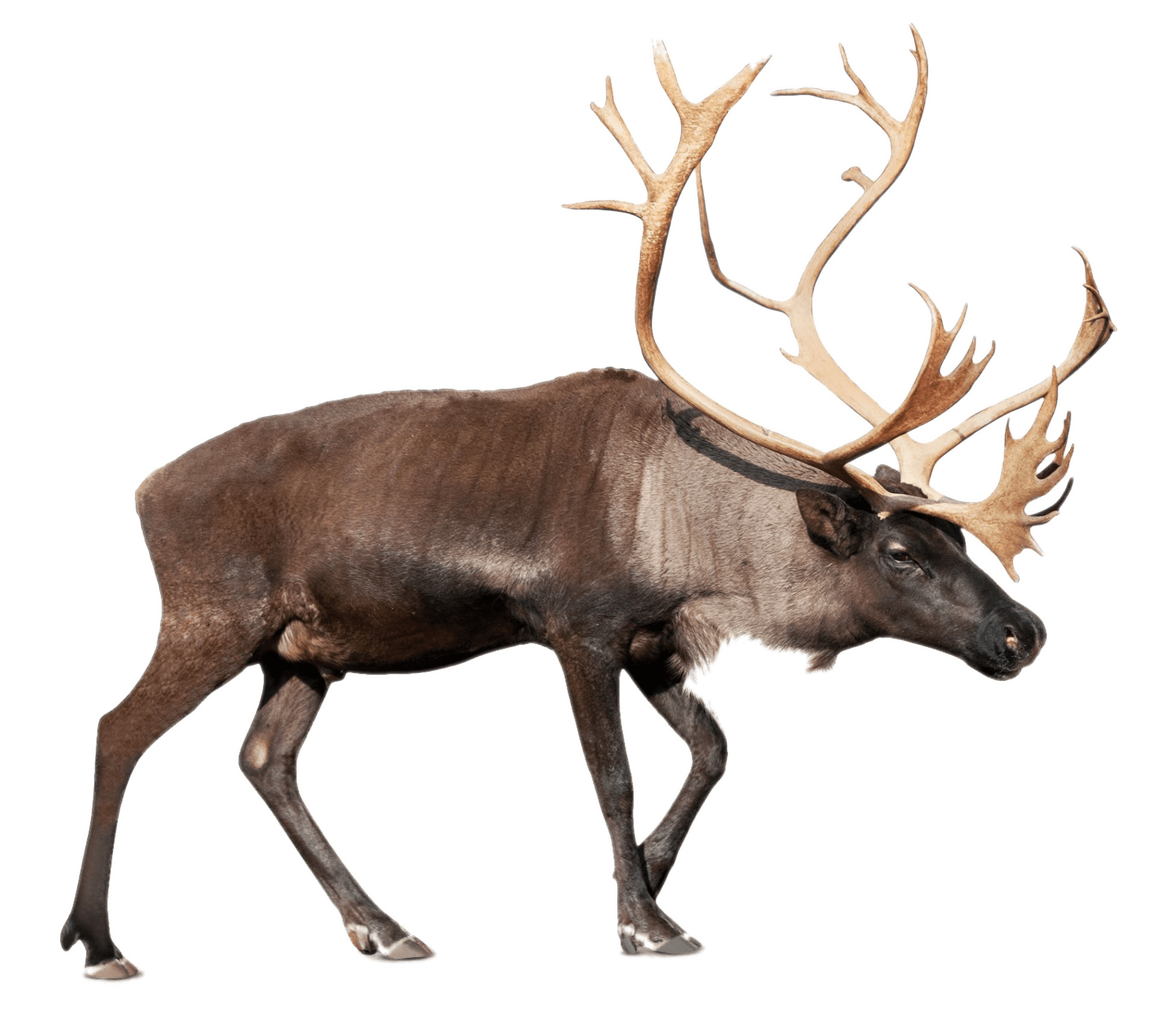 Large Reindeer (Caribou) PNG icons
