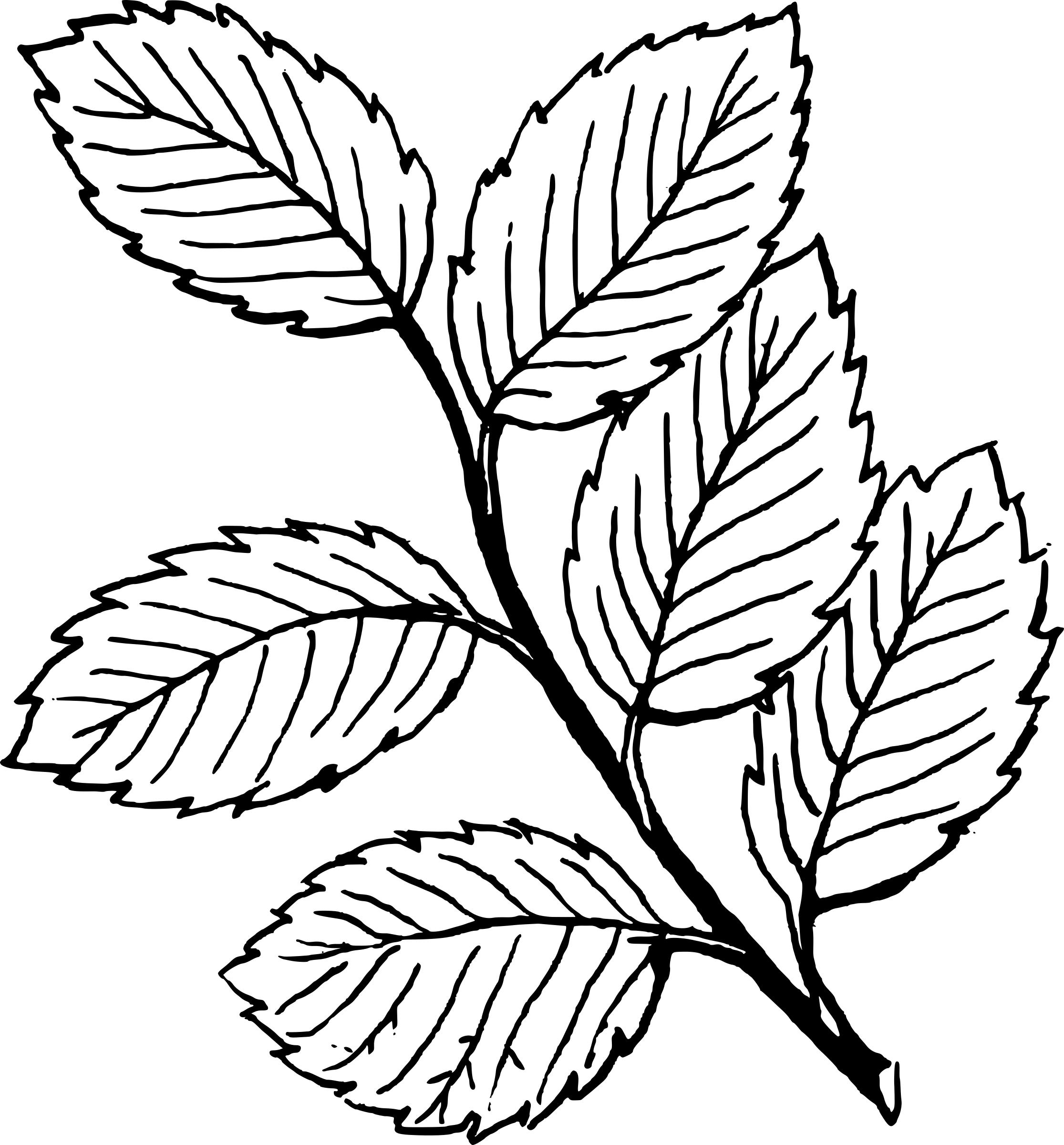 Leaves png