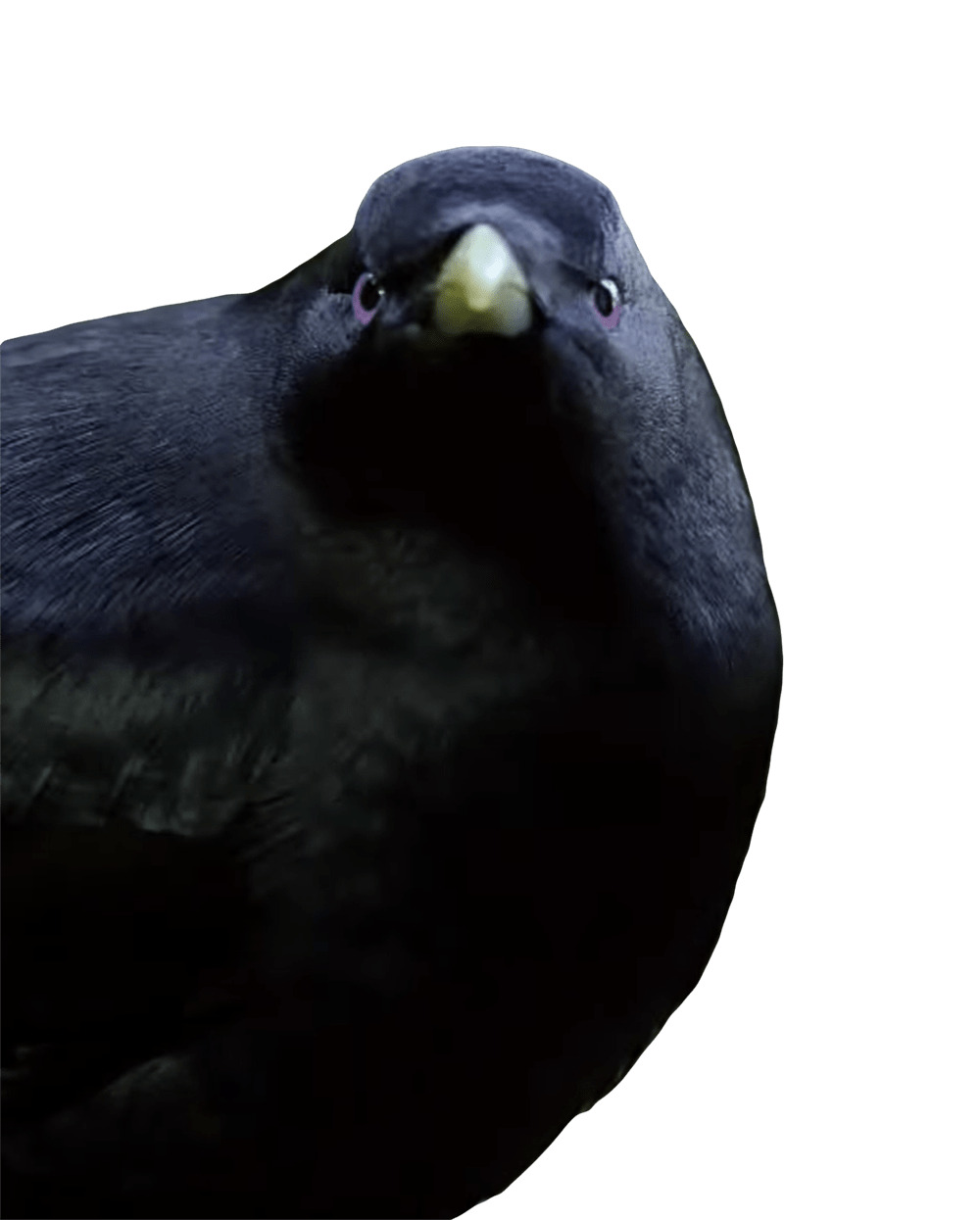 Lemme Smash Bird png icons
