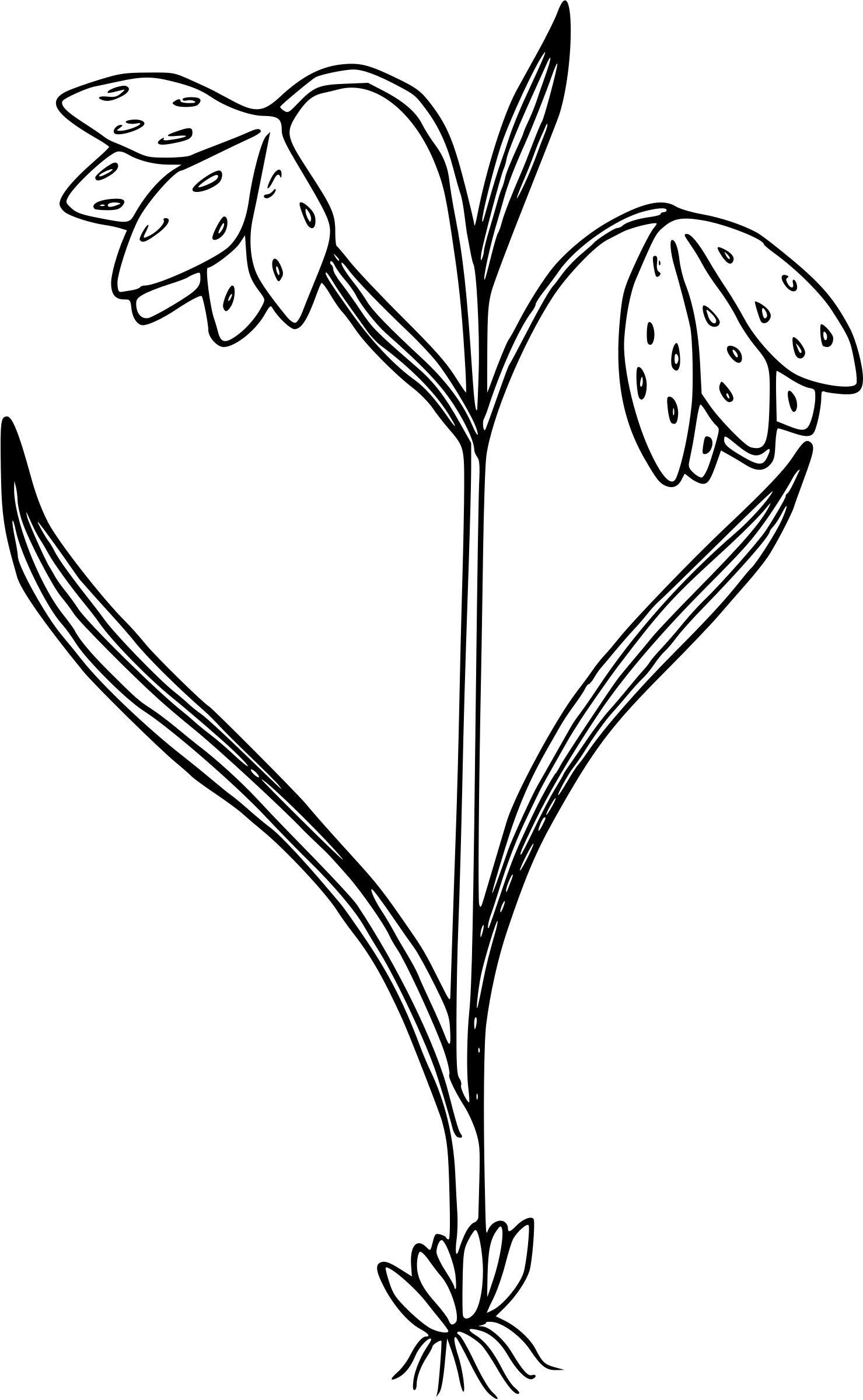Leopard lily png