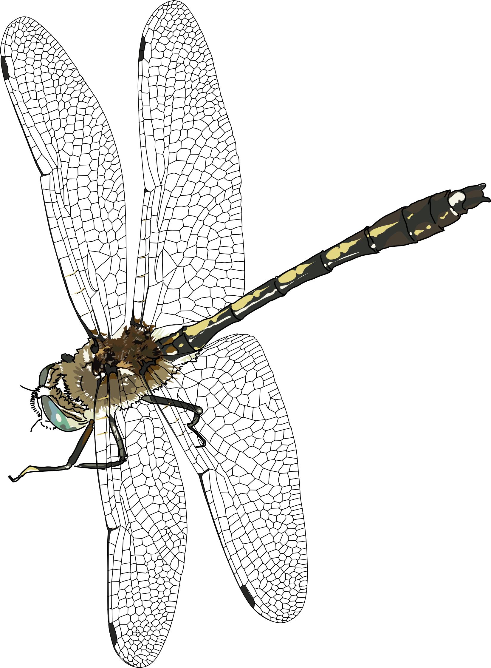 Libelulle, dragonfly png