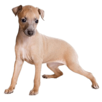 Light Brown Greyhound Puppy icons