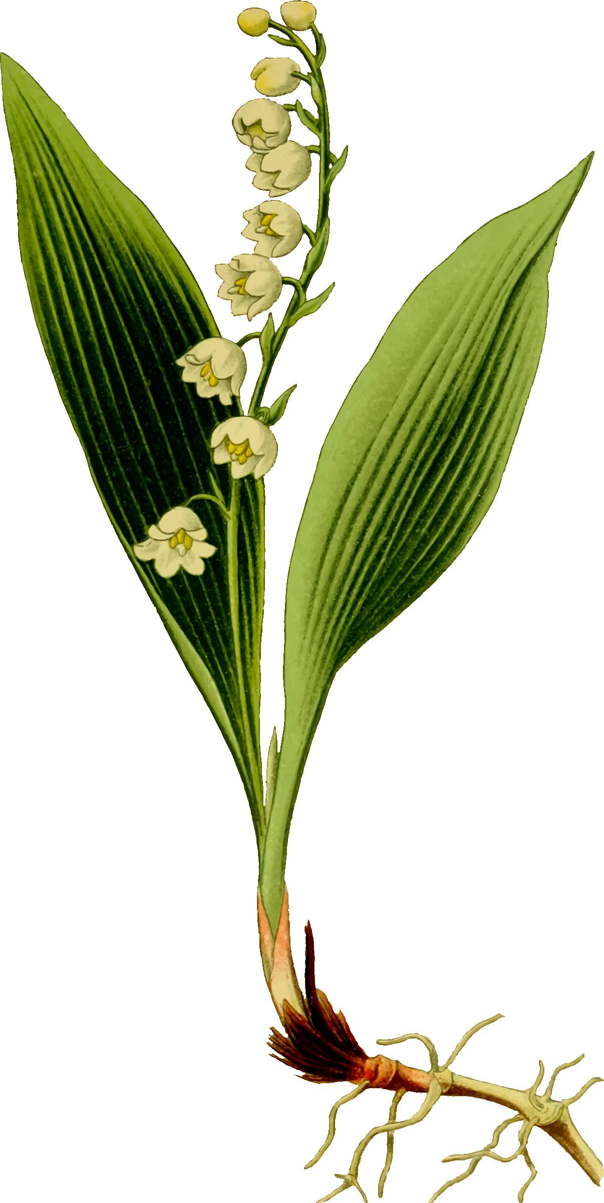 Lily of the valley png