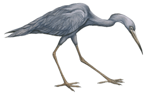 Little Blue Heron Drawing icons
