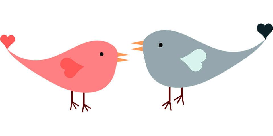 Love Birds png icons