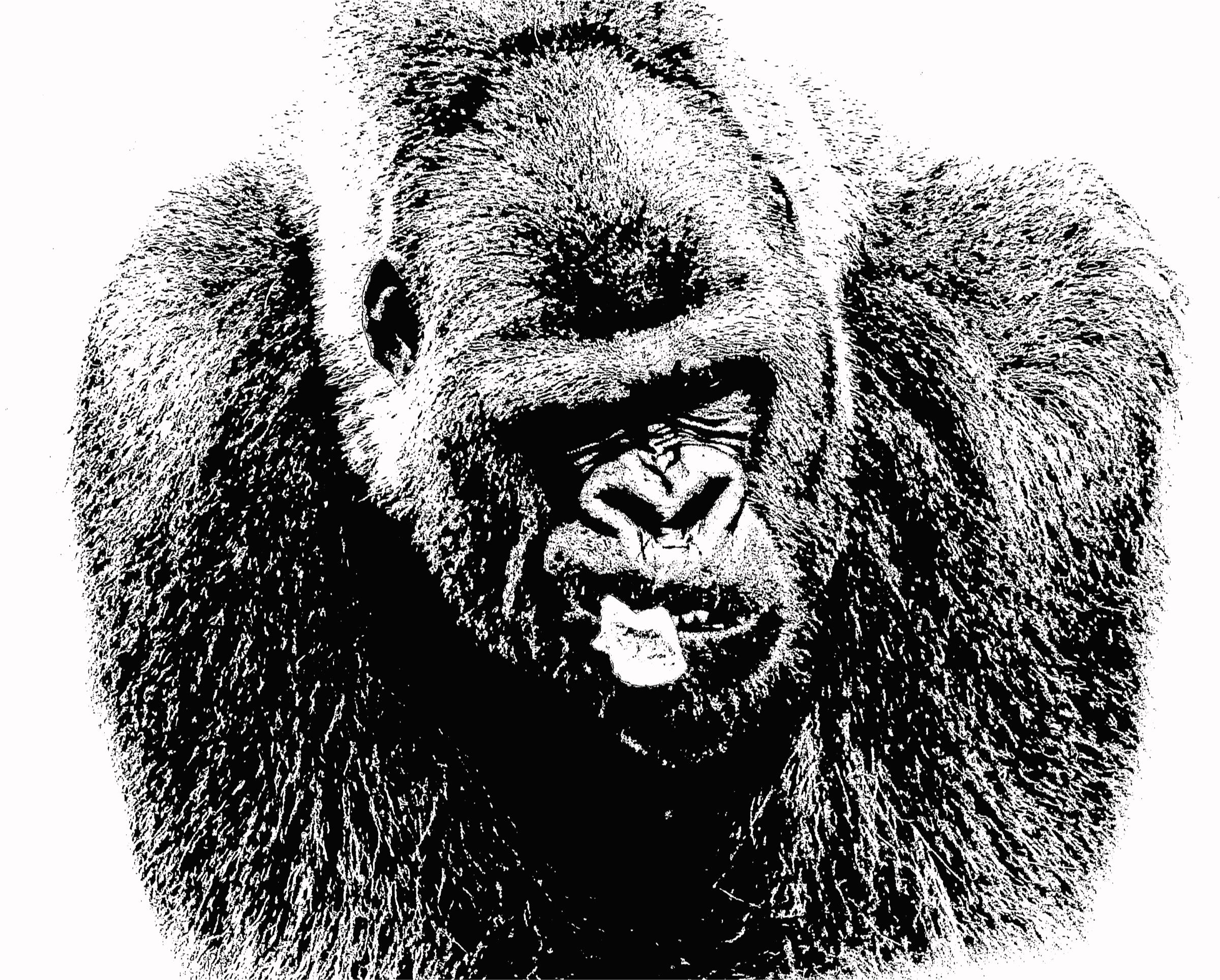 Male Lowland Gorilla Closeup png